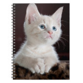 Carnet Kitten blanc vulnérable (Devant)