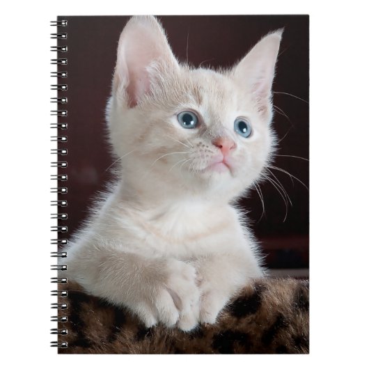 Carnet Kitten blanc vulnérable (Devant)