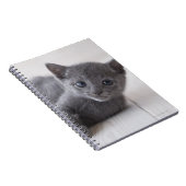 Carnet Kitten bleu russe (Côté Droit)
