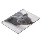 Carnet Kitten bleu russe (Côté gauche)