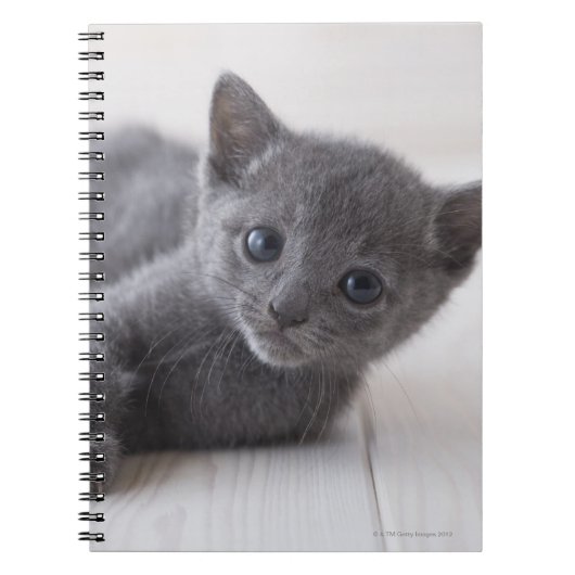 Carnet Kitten bleu russe (Devant)