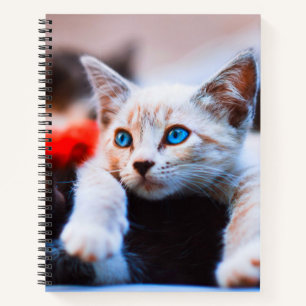 Carnet Kitten Blue Oyed adorable chat mignon