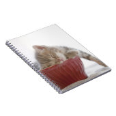 Carnet Kitten Dormir au bol (Côté Droit)