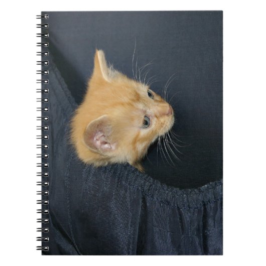 Carnet Kitten en valise (Devant)