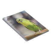 Carnet Kiwi Burbell (Côté Droit)