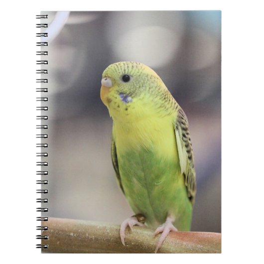 Carnet Kiwi Burbell (Devant)