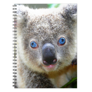 Carnet Koala Bears