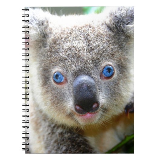 Carnet Koala Bears (Devant)