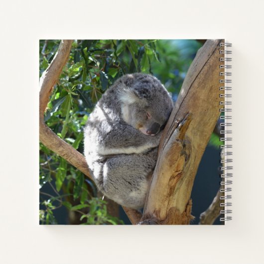 Carnet Koala dormant dans l'arbre (Dos)