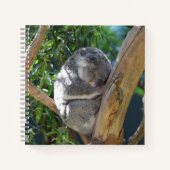 Carnet Koala dormant dans l'arbre (Devant)