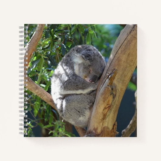 Carnet Koala dormant dans l'arbre (Devant)
