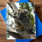 Carnet Koala - Endormi