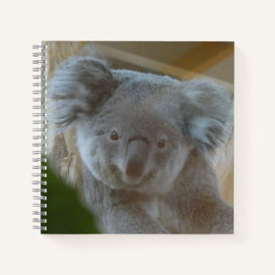 Carnet Koala Portrait