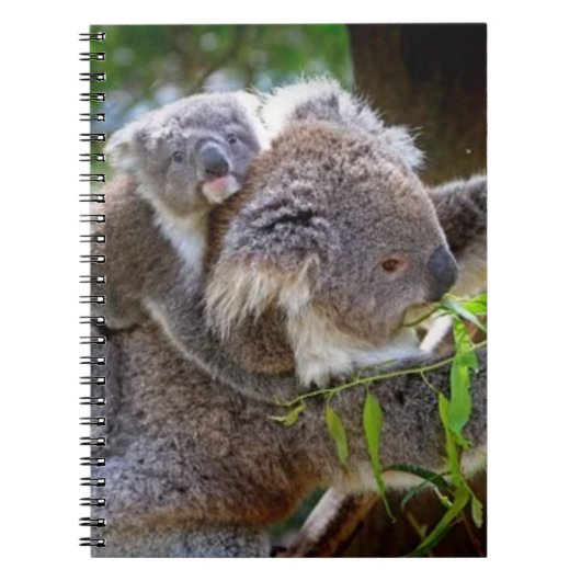 Carnet Koalas (Devant)