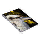 Carnet Kookaburra, aile bleue australienne, (Côté Droit)