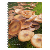 Carnet La chute des champignons (Devant)