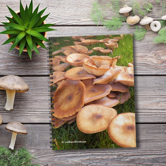 Carnet La chute des champignons
