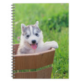 Carnet La marionnette sibérienne Husky dans un pot (Devant)