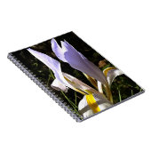 Carnet La peinture Fleur sauvage algérienne Iris Hyperréa (Côté Droit)