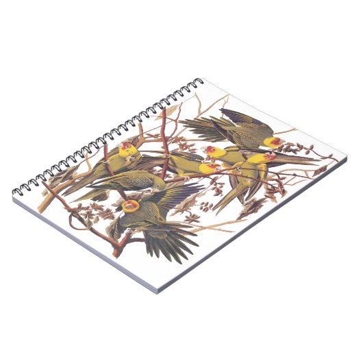 Carnet La perruque de Caroline d'Audubon (Côté gauche)