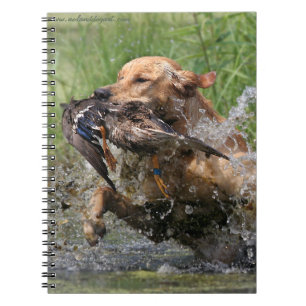 Carnet Labrador retriever jaune avec le canard