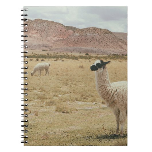 CARNET LAMA BLANC EN GRASS BROWN (Devant)