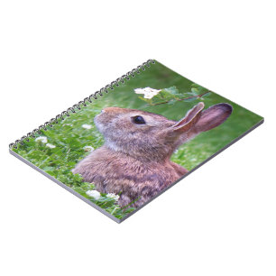 Carnet Lapin lapin en Grass Printemps de la photographie