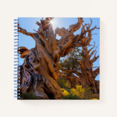 Carnet L'arbre sentinelle (Devant)
