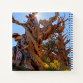 Carnet L'arbre sentinelle (Dos)