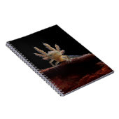 Carnet Larve crêté de triton (Côté Droit)