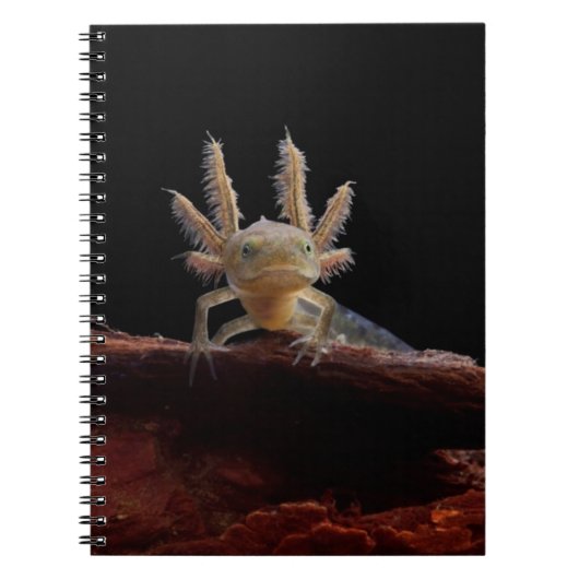 Carnet Larve crêté de triton (Devant)