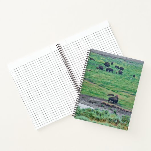 Carnet Le bison américain (Intérieur)