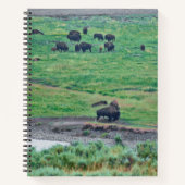 Carnet Le bison américain (Devant)