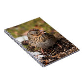 Carnet Le Bruant de Lincoln mou et épinglé (Côté Droit)