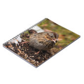 Carnet Le Bruant de Lincoln mou et épinglé (Côté gauche)