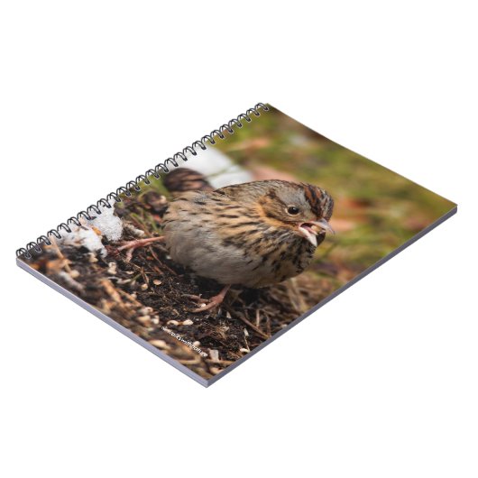 Carnet Le Bruant de Lincoln mou et épinglé (Côté gauche)