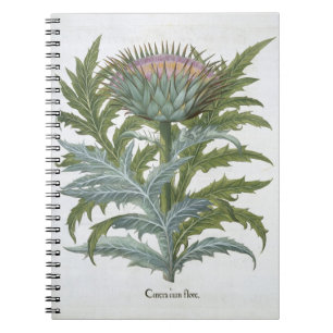 Carnet Le cardon, du "Hortus Eystettensis" par Bas
