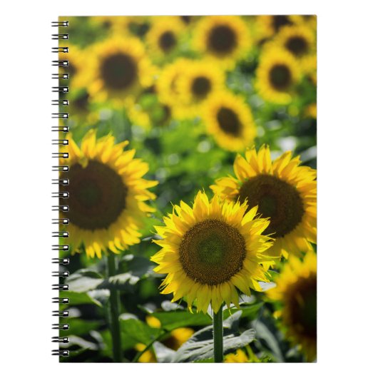 Carnet - Le Champ de Tournesols (Devant)