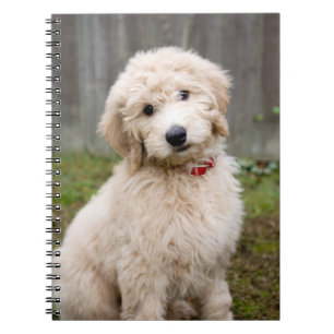 Carnet Le Chiot De Goldendoodle S'Assis Dans L'Herbe