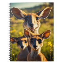 Le Clan Kangourou Quirky