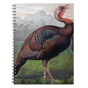 Carnet Le dindon américain sauvage, illustration de '