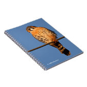 Carnet Le faucon kestrel américain sur fil (Côté Droit)