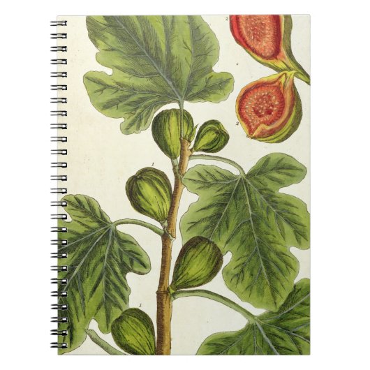 Carnet Le figuier, plaquent 125 "d'un de fines herbes (Devant)