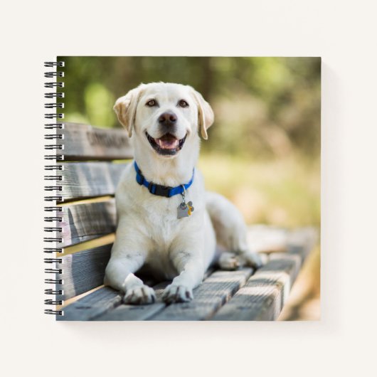 Carnet Le Labrador Jaune Pose Sur Le Banc (Devant)