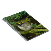 Carnet Le petit petit Kinglet mignon provoque un remue-mé (Côté Droit)