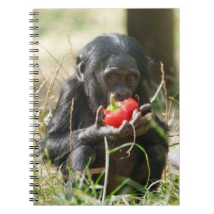 Carnet Le pique-nique de Bonobo