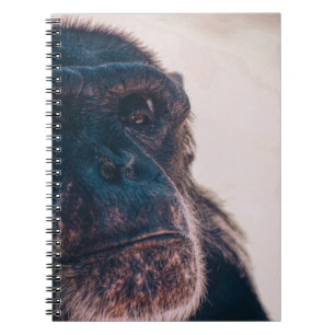 CARNET LE PLUS ANCIEN CHIMPANZÉ