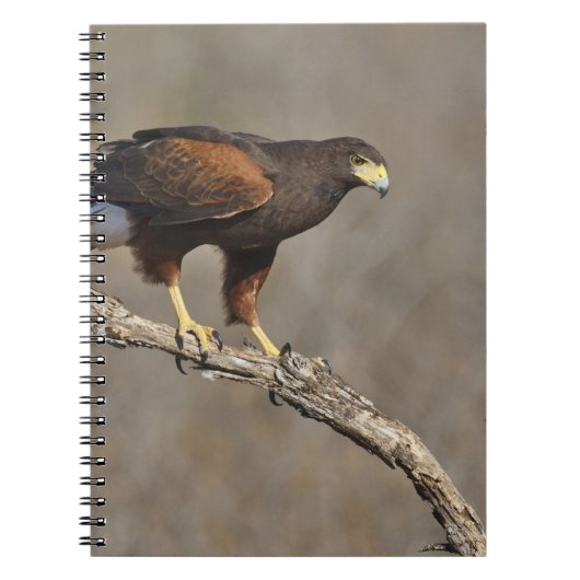 Carnet Le rapace été perché par faucon de Harris (Devant)