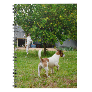 Carnet Le Renard Terrier Qui S'Échappe Dans Un Arbre,