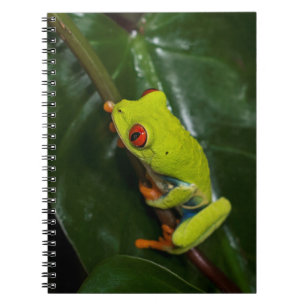 Carnet Le rouge observe la grenouille sur la tige